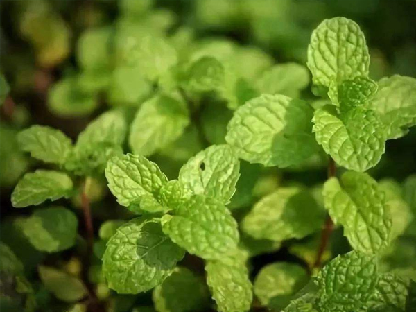 The source and introduction of peppermint oil