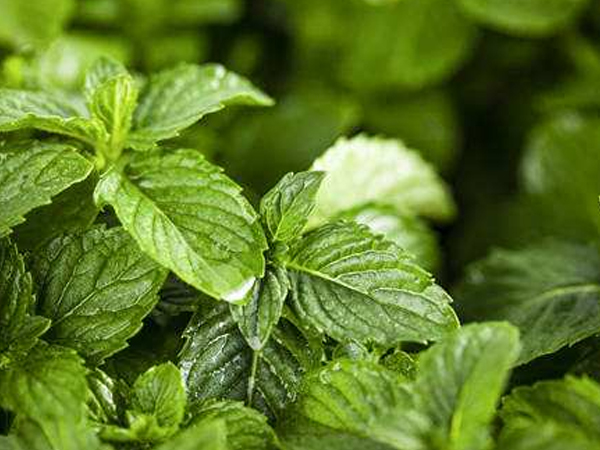 What are the precautions for using peppermint oil?